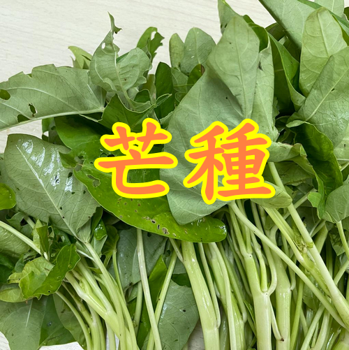 芒種