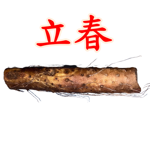 立春