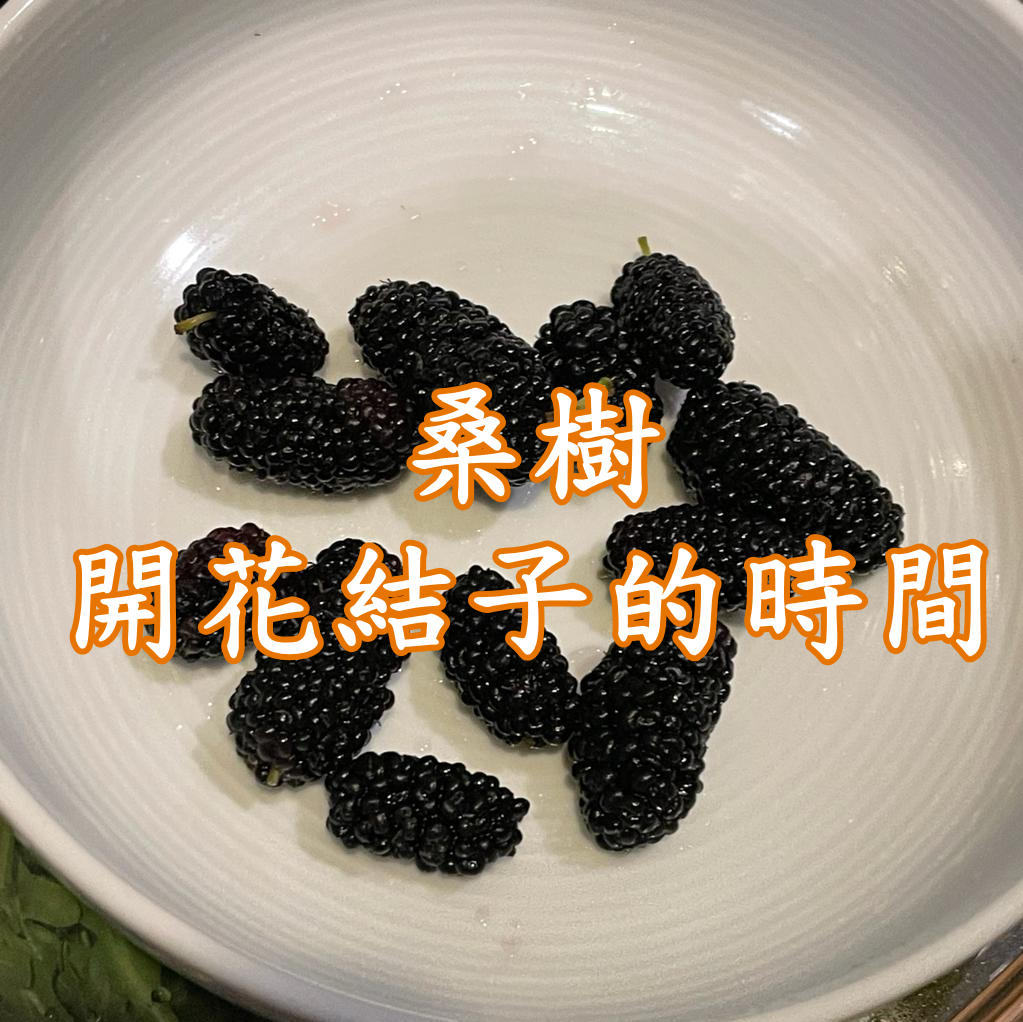 桑樹開花結子的時間